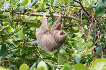 Hoffman’s Two-toed Sloth (Choloepus Hoffmanni) in the wild, Cahuita, forest of Costa Rica, Latin America