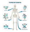 © VectorMine - Types of joints vector illustration. Labeled skeleton connections scheme.
