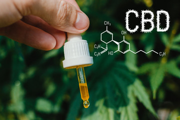 Concept of production of high quality natural marijuana CBD oil. CBD formula for cannabis. Pipette with hemp oil in marijuana leaves