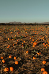 pumpkin patch