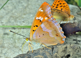 Sticker - Butterfly (Apatura ilia ussuriensis) 10