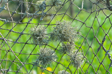 Very old net 2