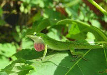 Beautiful Green Anole Lizard On Leaf