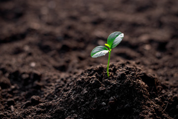 The lime seedlings are growing from fertile soil.