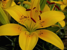 A Patch Of Yellow Lilies