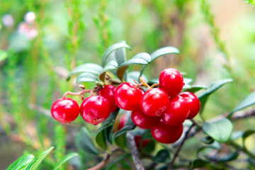 Wall Mural - Bunch of ripe red lingonberries on a bush in the forest