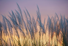 Wind Blowing Reeds Flower Against Sunset Light