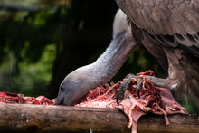 Close Up On On A Vulture Eating It's Pray