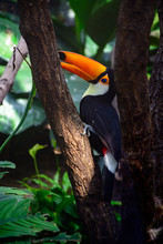Toucan Bird Has A Big Orange Beak