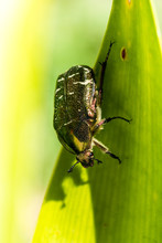Close Up View Of A Cetonia Aurata Or Golden Rose Chafer