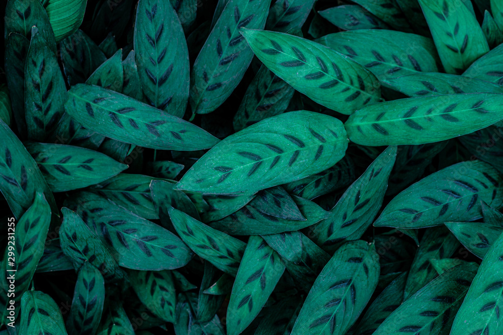 tropical leaves, abstract green leaves pattern texture, nature background - obrazy, fototapety, plakaty 