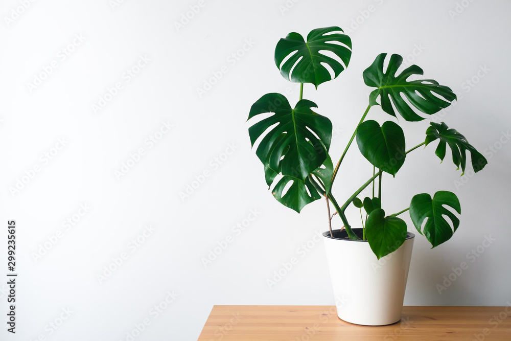 Beautiful monstera flower in a white pot stands on a wooden table on a white background. The concept of minimalism. Hipster scandinavian style room interior. Empty white wall and copy space. - obrazy, fototapety, plakaty 