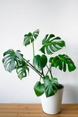 Wall Mural - Beautiful monstera flower in a white pot stands on a wooden table on a white background. The concept of minimalism. Hipster scandinavian style room interior. Empty white wall and copy space.