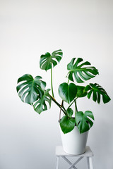 Wall Mural - A beautiful Monstera flower in a white pot stands on a white wooden pedestal stand on a white background. The concept of minimalism. Hipster scandinavian style room interior. Empty white wall and copy