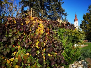 Herbst Efeu