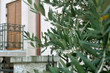 © Hypnosis - Olive tree branches on building background. Beautiful background