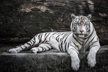 Beautiful Portrait Of White Bengal Tiger In Wildlife