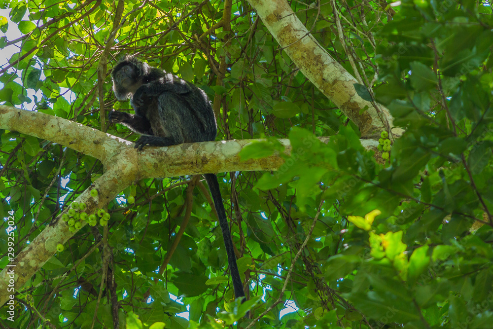Lutung Budeng (Trachypithecus auratus), black long tail monkey in the ...