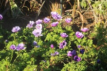 Purple Flowers In San Diego Zoo