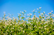 Blooming buckwheat field against the blue sky