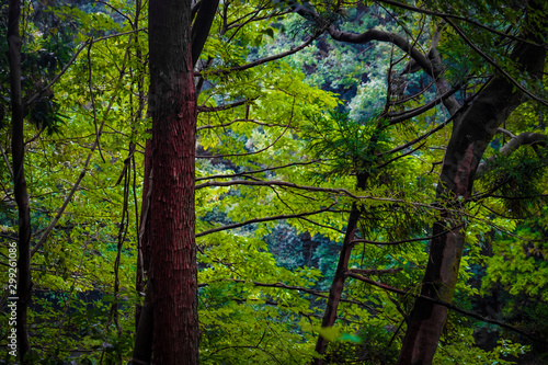 大和市泉の森公園の森林のイメージ Stock Photo Adobe Stock