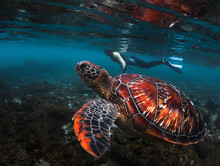 Man Snorkeling And Swimming With The Colorful Sea Turtle (Cheloniidae) In The Tropical Sea Near The Apo Island In Philippines