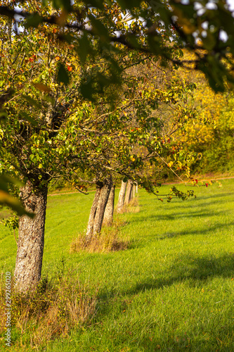 Bildschirmschoner Bliesgau Bio Landschaftsaufnahme Herbst Obstbaume Kaufen Sie Dieses Foto Und Finden Sie Ahnliche Bilder Auf Adobe Stock Adobe Stock