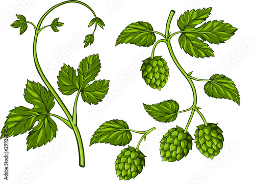 Fotografía vector illustration of hop cartoon style, element for beer design, label, logo i