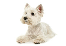 Studio Shot Of An Adorable West Highland White Terrier