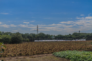 四街道市のピーナッツ畑の風景