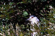 Black Crowned Night Heron On Tree