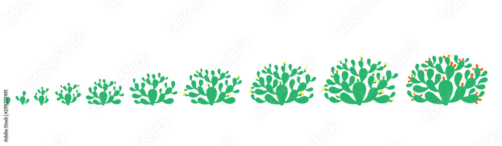 The life cycle of Opuntia cactus plant. Growth stages. Prickly pear phases  set. Nopal ripening period. Indian fig opuntia growing. Vector Infographic  illustration. Stock Vector | Adobe Stock