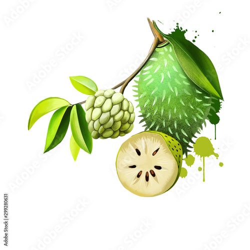2 435 Soursop Fruit Wall Murals Canvas Prints Stickers Wallsheaven