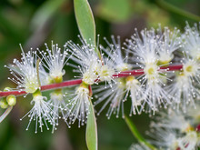 Close Up Of Melaleuca Quinquenervia Flower.