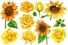 Sunflowers And Yellow Roses On An Isolated White Background, Watercolor Illustration, Botanical Painting