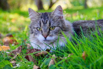 Wall Mural - Beautiful cat lies on the grass with leaves. Pet. Cat for a walk