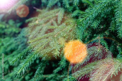 Green evergreen background.