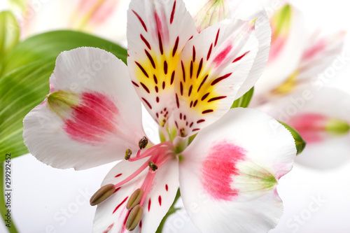 Floral background alstroemeria.