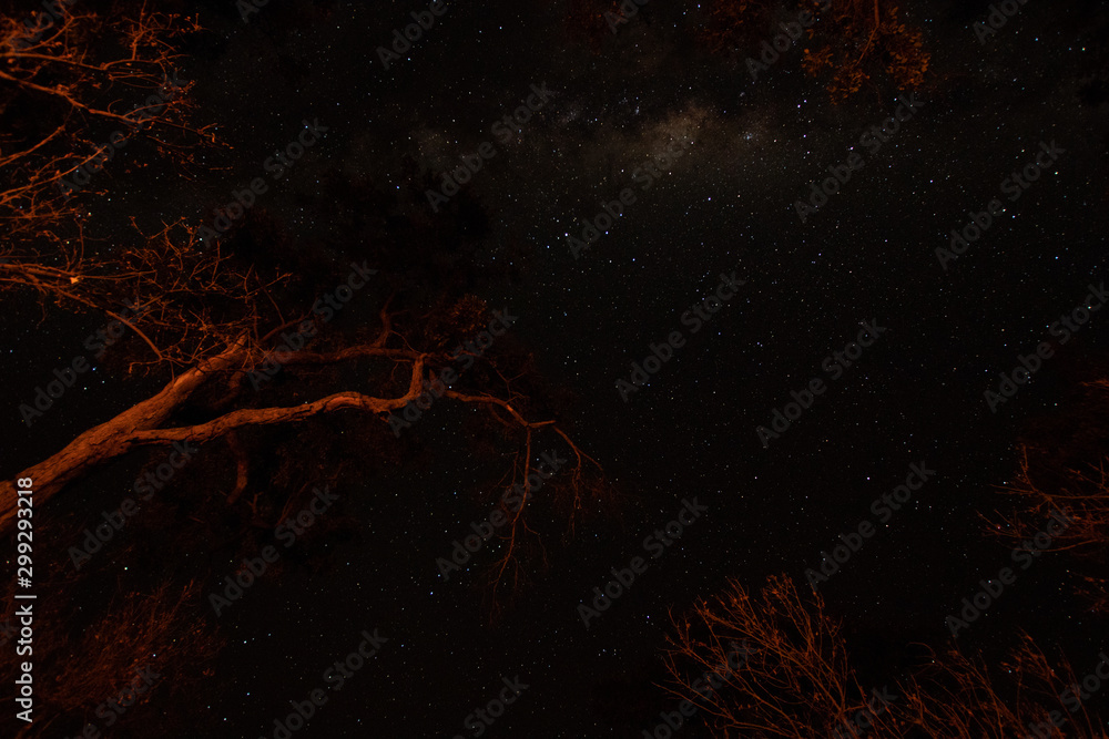 night photo in the African savannah, long exposure with stars and milky ...