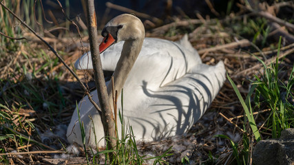 swan sitting in the seagrass and looking to the left