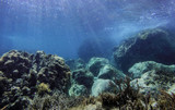 Fototapeta Do akwarium - Rock underwater on the seabed in the Mediterranean sea, natural scene. Underwater photography.