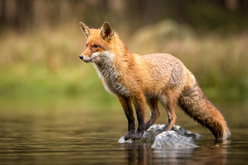 beautiful red fox standing on a few stones over the water surface. very focused on its prey. pure na