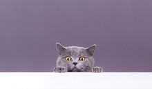 Beautiful Funny Grey British Cat Peeking Out From Behind A White Table With Copy Space