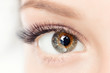 Leinwandbild Motiv Macro woman eye heterochromia with beautiful brown red shades smokey makeup fashion. Concept eyelashes extensions procedure