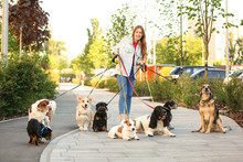 Young Woman Walking Adorable Dogs In Park
