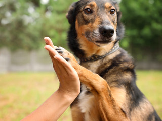 Female volunteer with homeless dog at animal shelter outdoors, closeup