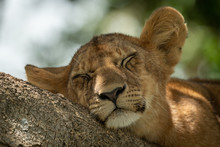 Close-up Of Lion Cub Sleeping On Branch