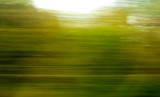 Fototapeta Sport - Trees in motion as an abstract background.
