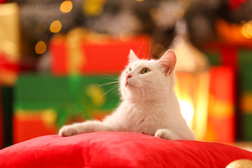 Wall Mural - Cute white cat on pillow in room decorated for Christmas. Adorable pet