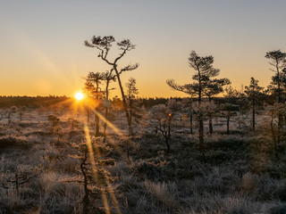 Wall Mural - sunbeams pour through pines in misty swamp , early morning